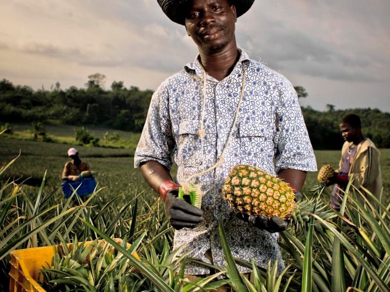 Campagne de communication pour la Compagnie Fruitière
